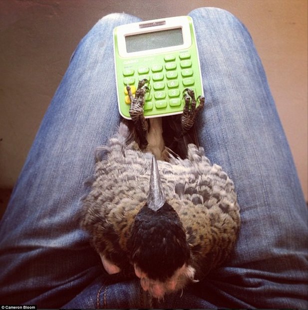 2685151300000578-2988830-Maths_doesn_t_appear_to_be_Penguin_s_forte_as_she_tries_to_work_-a-7_1426032518664.jpg