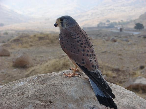 سفید کوه - خرم آباد