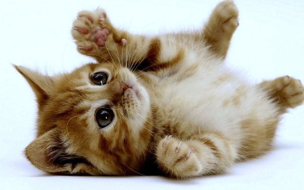 kitten-cat-wallpaper-12.jpg