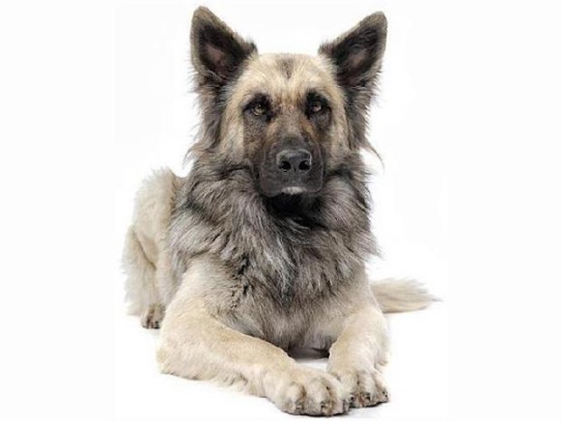17706404245866071wolf-hybrid-dog1.jpg