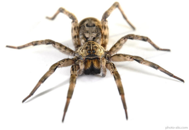 wolf_spider.jpg